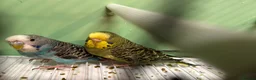 Budgerigars birds for sale: Budgies for Sale, all in good health  - Advert 6