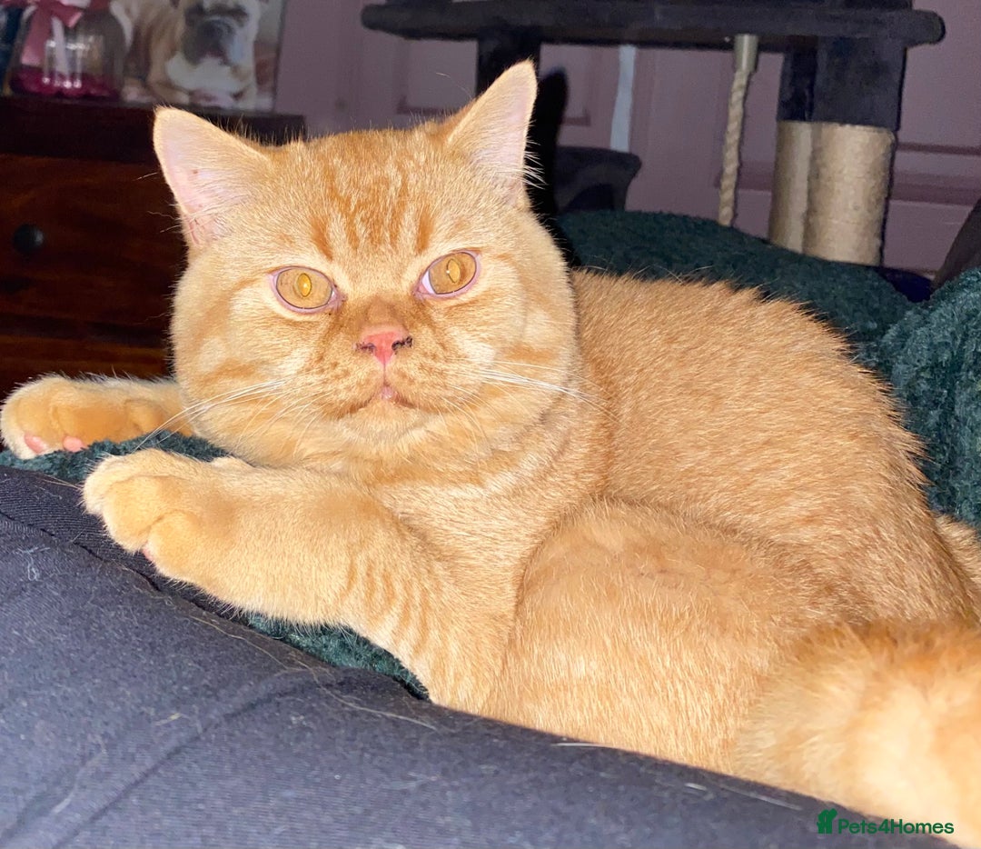 British Shorthair cats for sale: Re homing this Beautiful Boy - Image 6