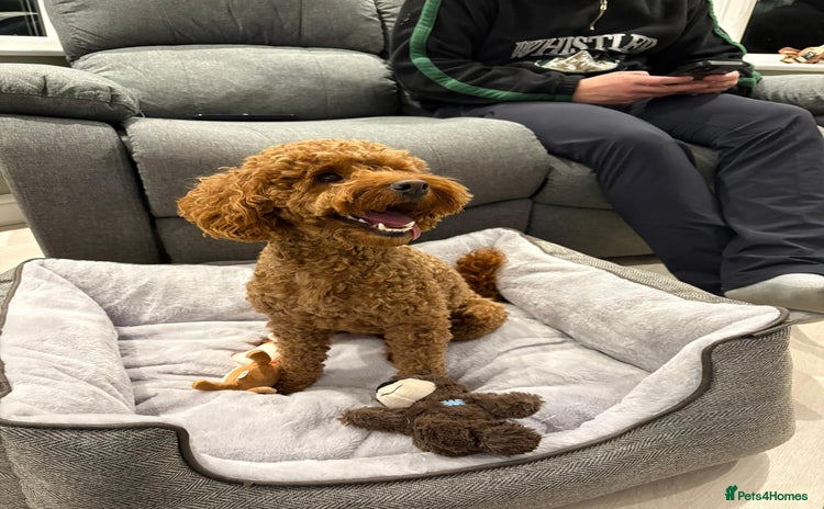 Cockapoo dogs - Advert 1