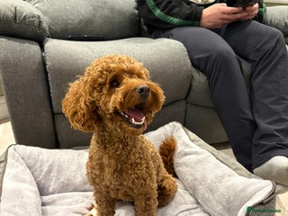 Cockapoo dogs - Advert 24