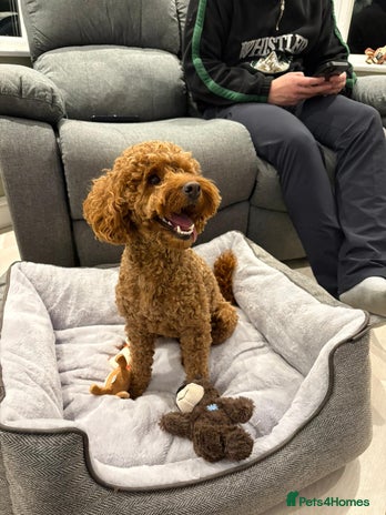 Cockapoo dogs - Advert 1