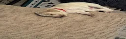 Goldendoodle dogs for sale: Beautiful golden doodle puppies for sale  in Norwich - Advert 19
