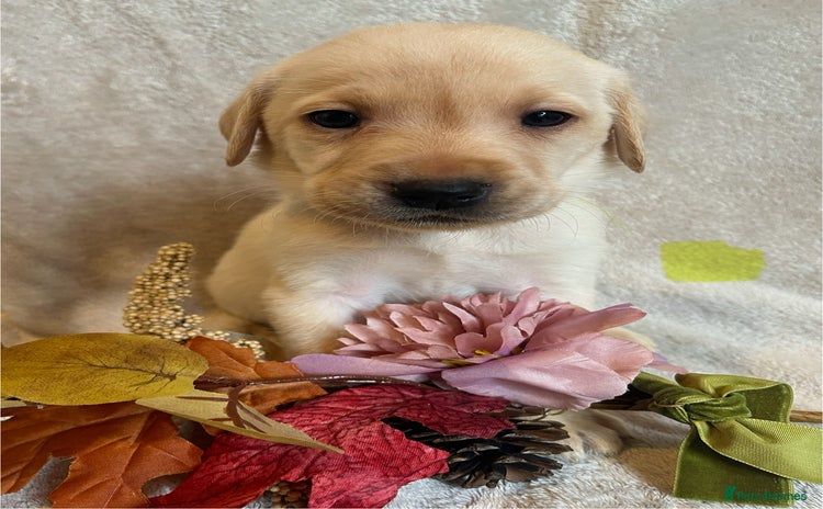 Labrador Retriever dogs - Advert 16