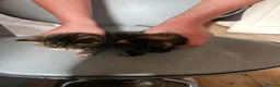 Mixed Breed cats for sale: Kitten - Advert 5