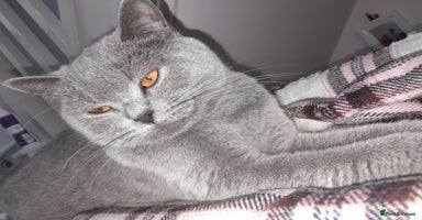British Shorthair cats - Advert 7