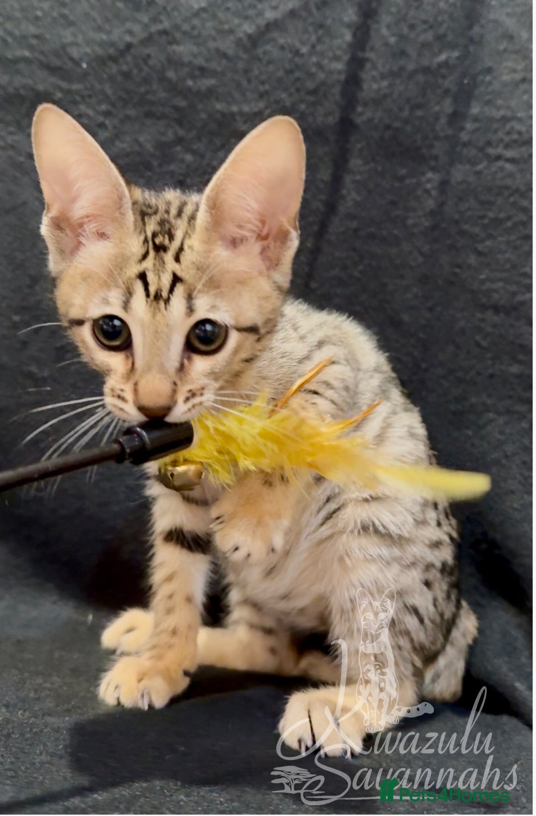Savannah cats for sale: 12 Weeks Old 5*! -Exceptional Quality Tica Registr - Advert 10