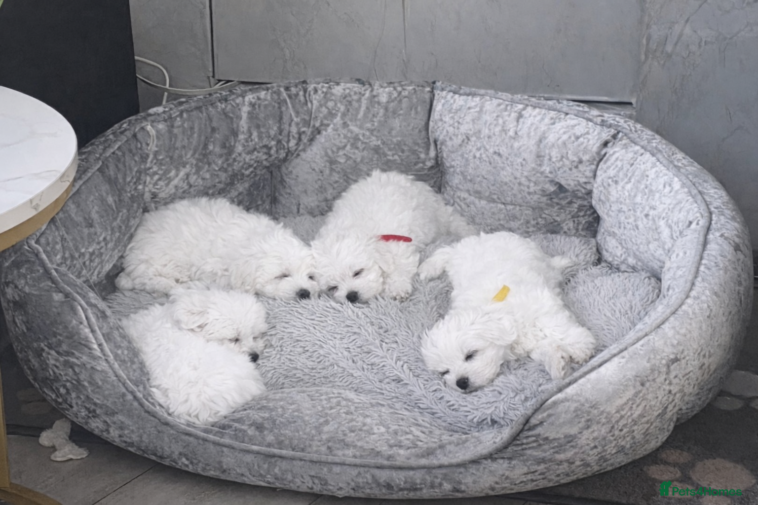 Maltese dogs Adorable Maltese Puppies- Ready Now  - Advert 2