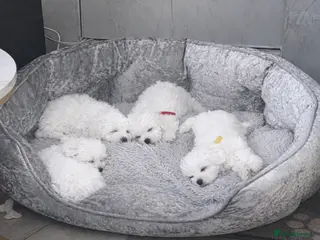 Maltese dogs Adorable Maltese Puppies- Ready Now - Advert 2