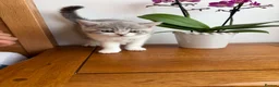 British Shorthair cats for sale: BSH kittens 💝 5 🌟🌟🌟🌟🌟 - Advert 10