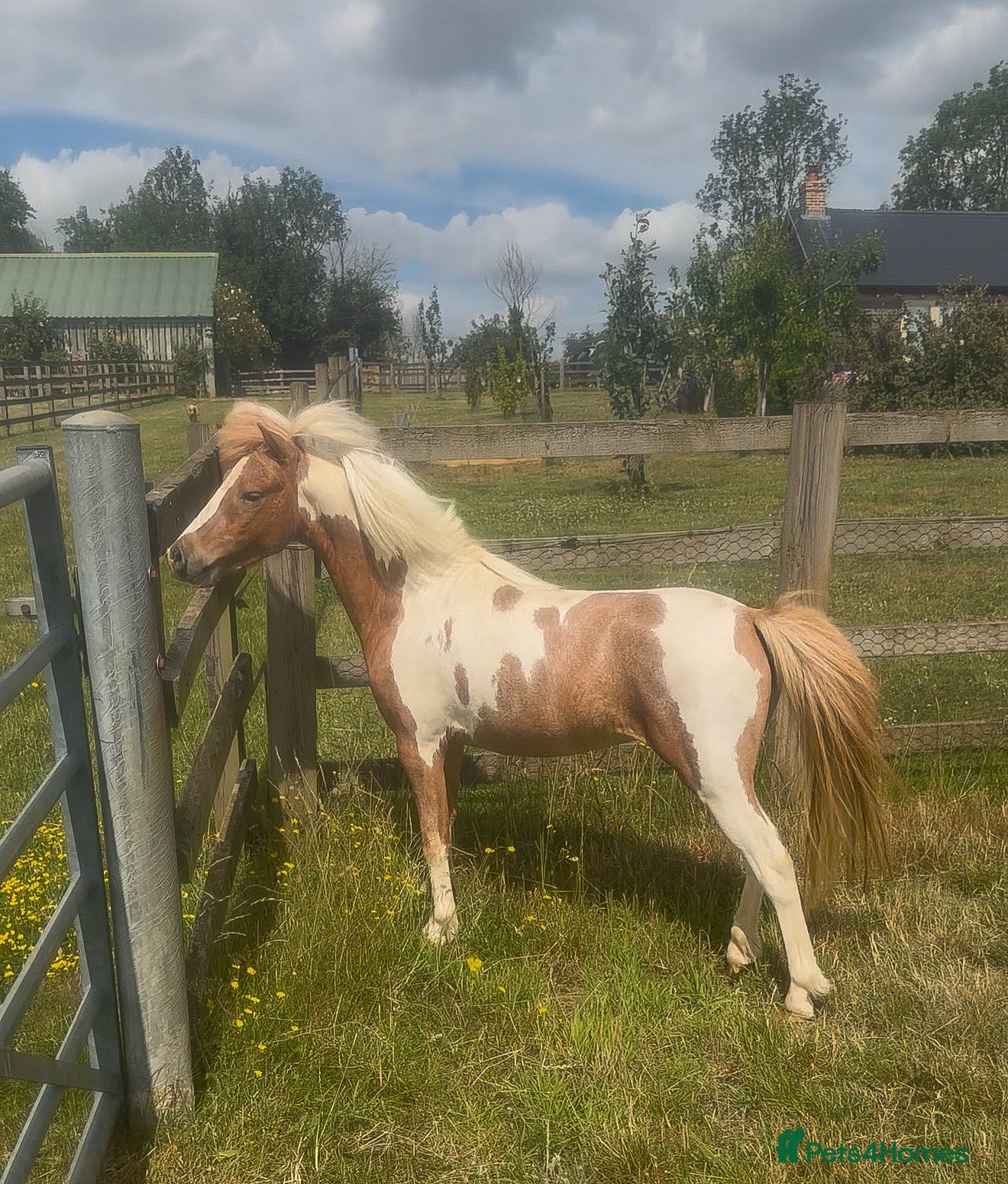 Miniature horses Gorgeous British Miniature horse  - Advert 1
