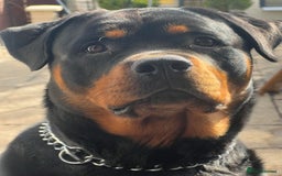 Rottweiler dogs for sale: Big beautiful Rottweiler puppies KC - Image 13