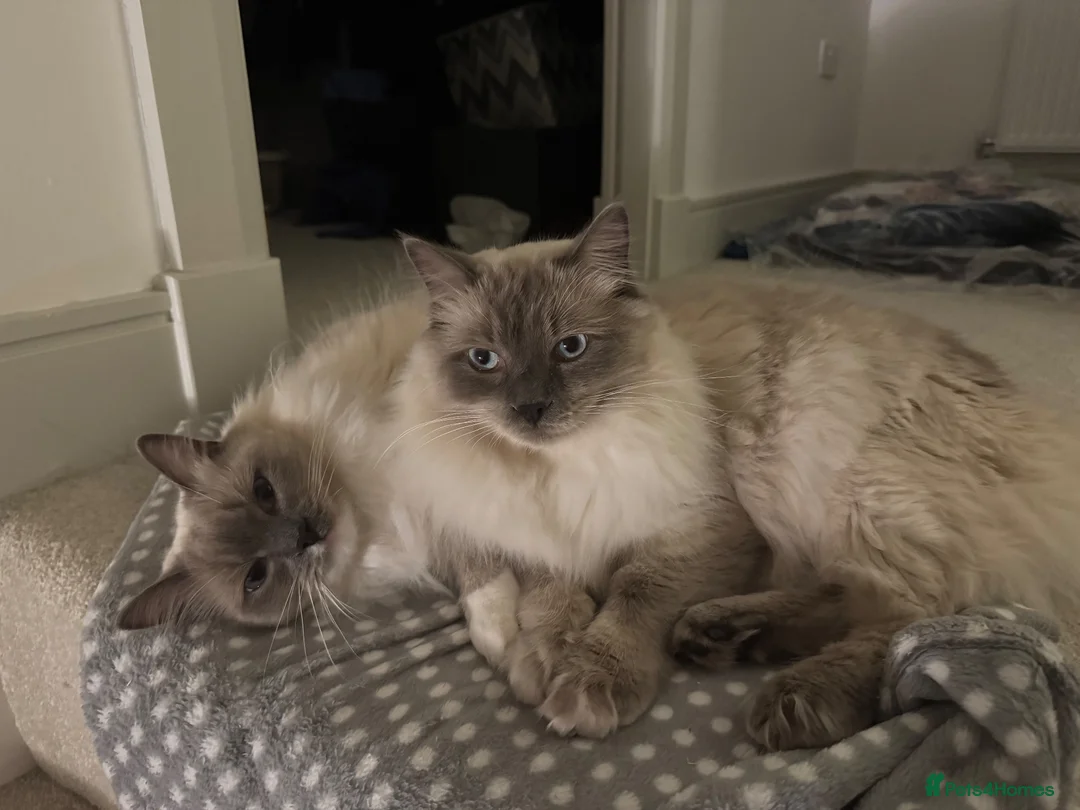 Ragdoll cats for sale: Pair of gorgeous, affectionate ragdoll cats in Glasgow - Advert 2
