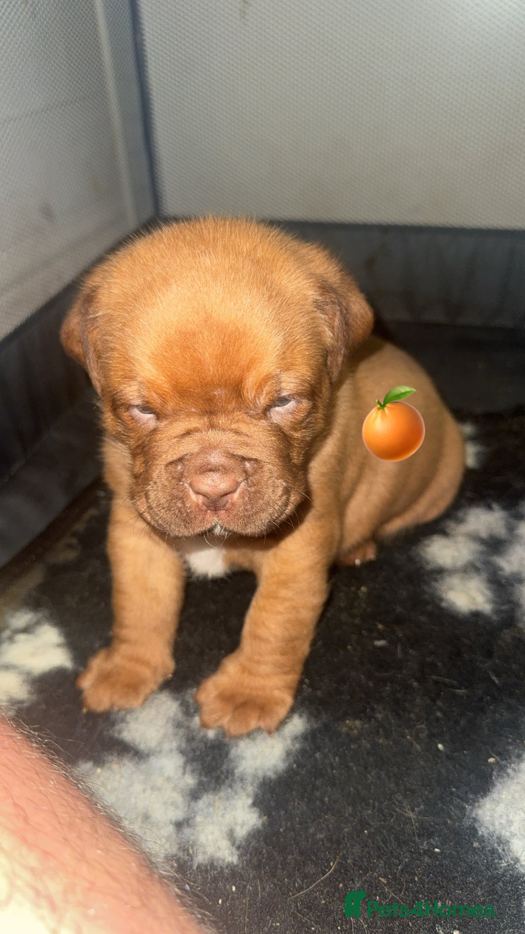 Dogue De Bordeaux dogs for sale: (REDUCED) kc registered champ blood ddb puppies  - Advert 4