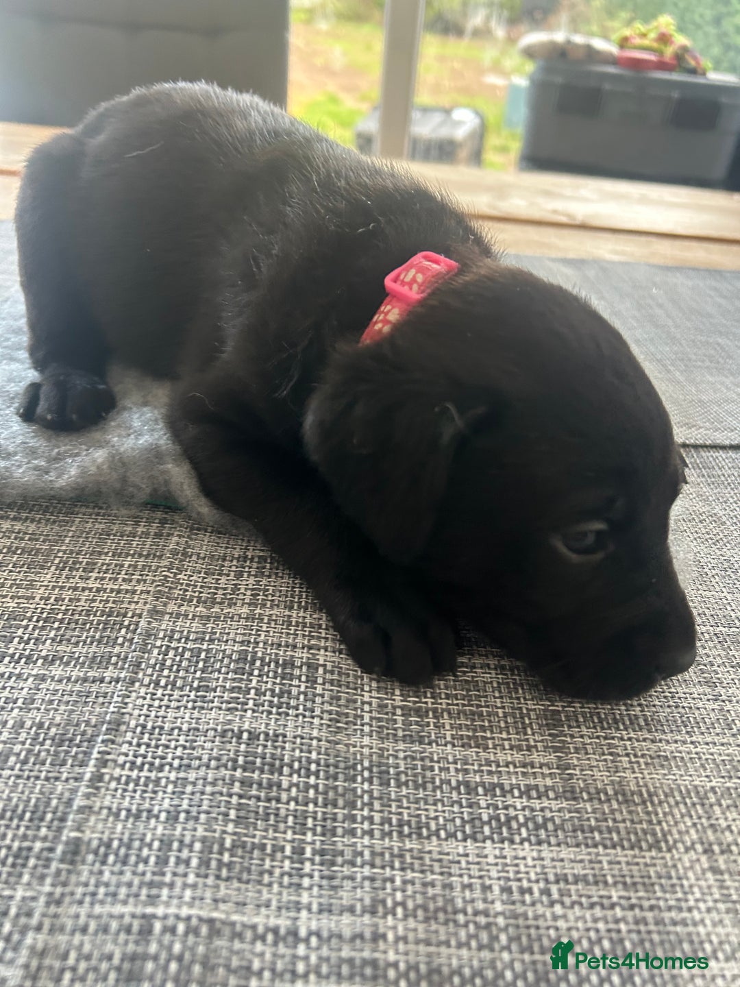 Labrador Retriever dogs for sale: Stunning KC Reg Labrador puppies - Advert 6