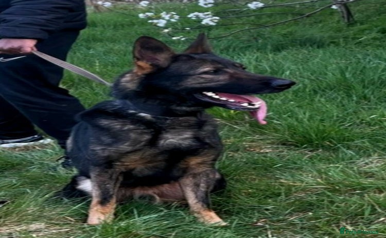 German Shepherd dogs - Advert 3