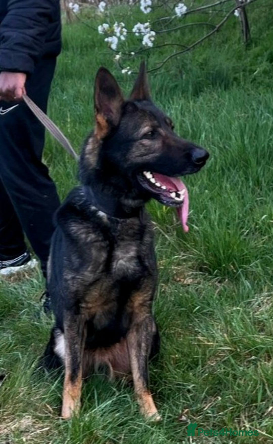 German Shepherd dogs for stud: CZECK LINE GERMAN SHEPHERD FOR STUD DUTIES ONLY  - Image 1