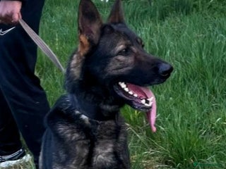 German Shepherd dogs - Advert 30