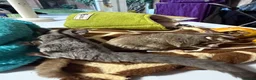 Sugar Glider rodents for sale: 2 Sugar glider girls available  in London - Advert 5