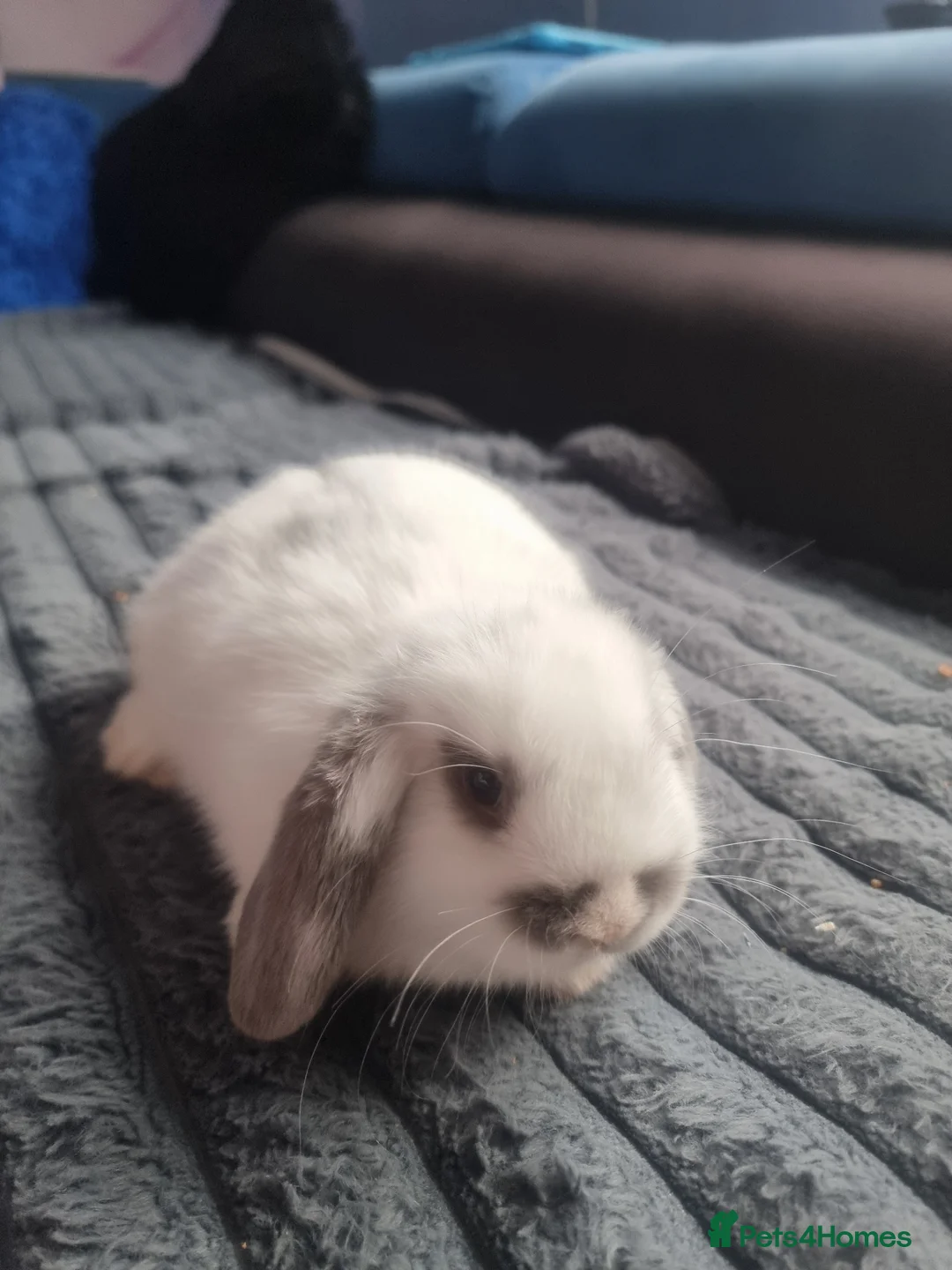 Mini Lion Lop rabbits for sale: Baby mix mini lop lion head  in Shrewsbury - Advert 11