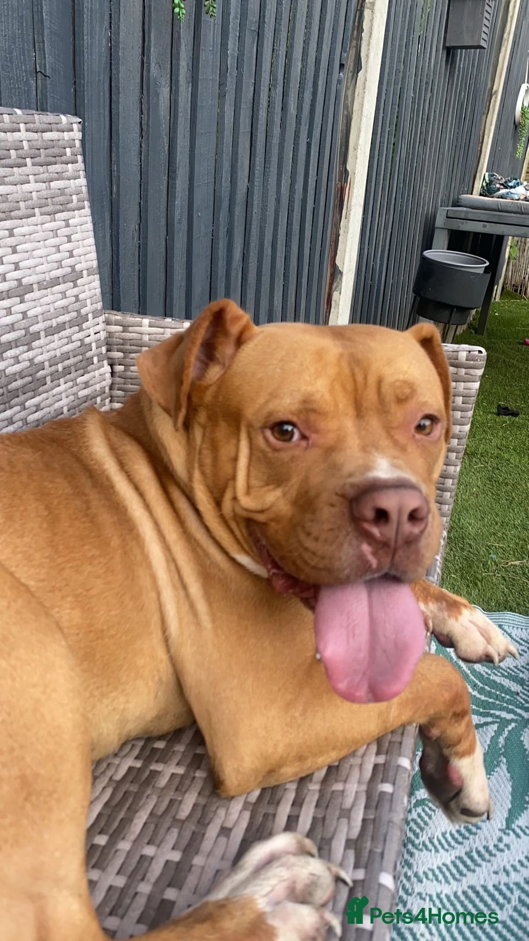 American Bully dogs for sale: American Bully Male - Image 2