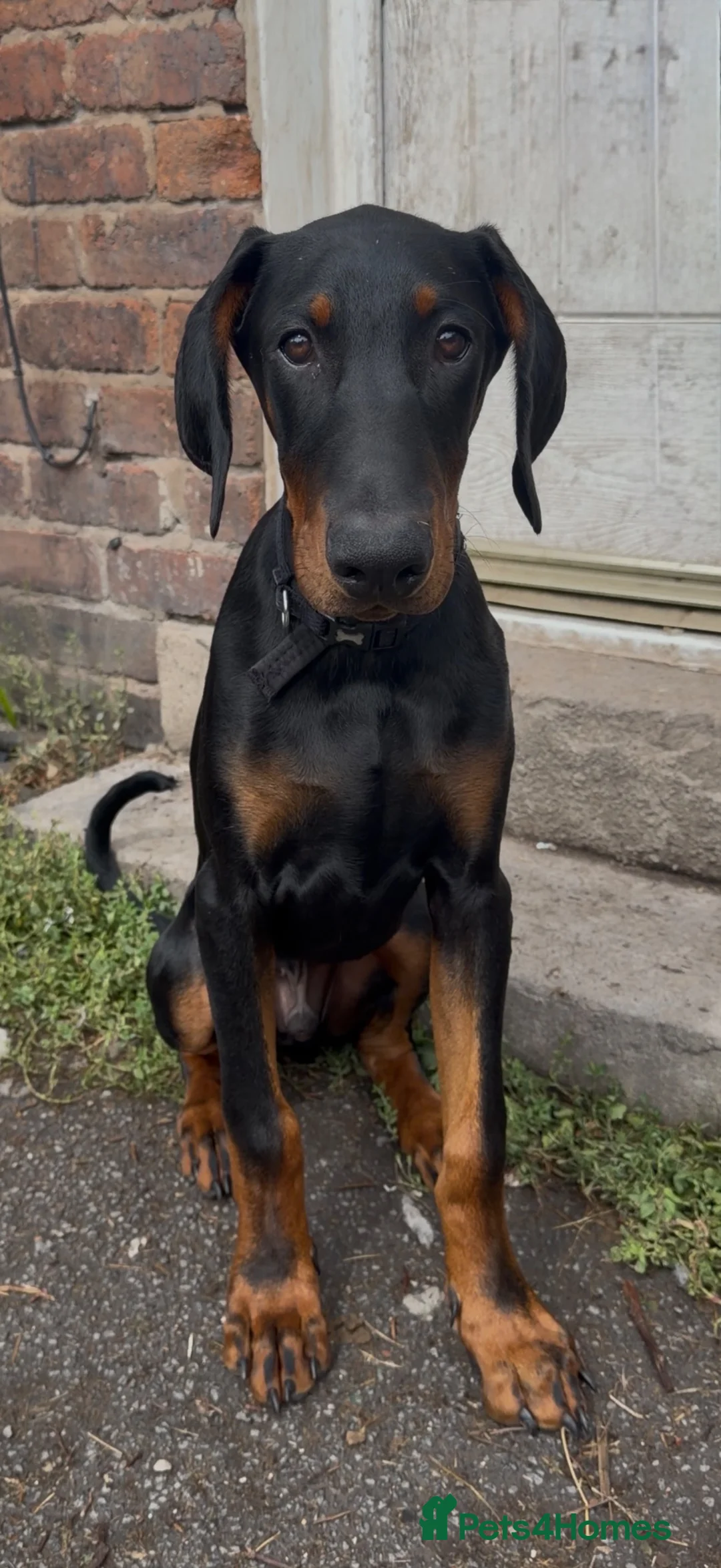 Dobermann dogs for sale: 5 month Dobermann puppy - Advert 1