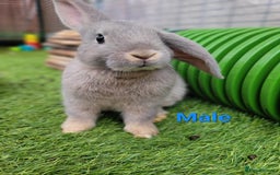 Mini Lop rabbits for sale: Beautiful Mini Lops - READY TO LEAVE - Image 6