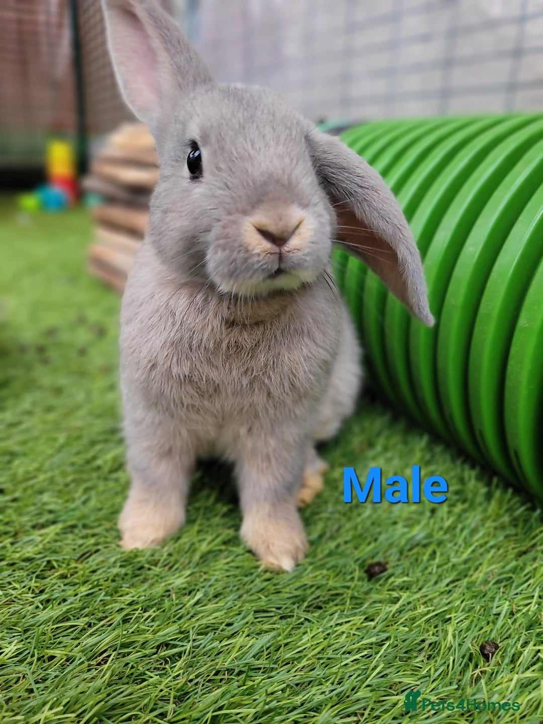 Mini Lop rabbits for sale: Beautiful Mini Lops - READY TO LEAVE - Image 6