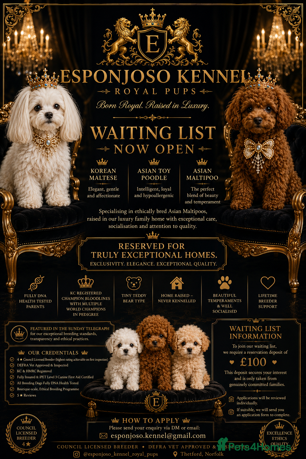 Maltipoo dogs for sale: 👑 Last Exquisite Esponjoso Royal maltipoo Boy 👑 - Advert 9