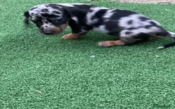 Dachshund dogs for sale: Dachshund puppies - Image 32
