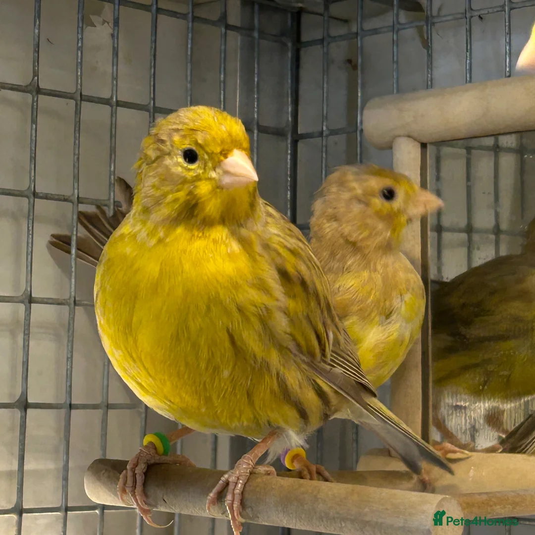 Canaries birds for sale: MALE CANARY'S X TWO - Advert 2