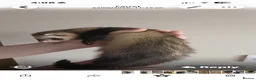 Ferret rodents for sale: Standard Gill ferret  - Advert 2