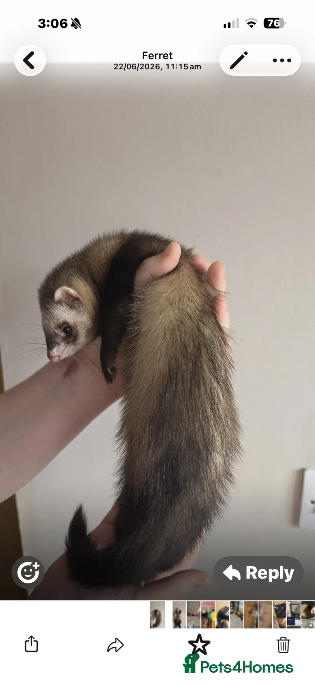 Ferret rodents for sale: Standard Gill ferret  - Advert 2