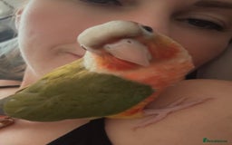 Conures birds for sale: Hand rear baby conures  - Image 4