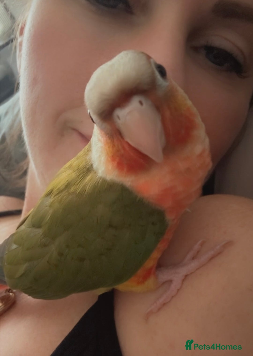 Conures birds for sale: Hand rear baby conures  - Image 4