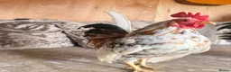 Chickens poultry for sale: Two serama cockerels for sale - Advert 3