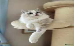 Ragdoll cats for sale: TICA registered blue mink ragdoll kitten - Image 5