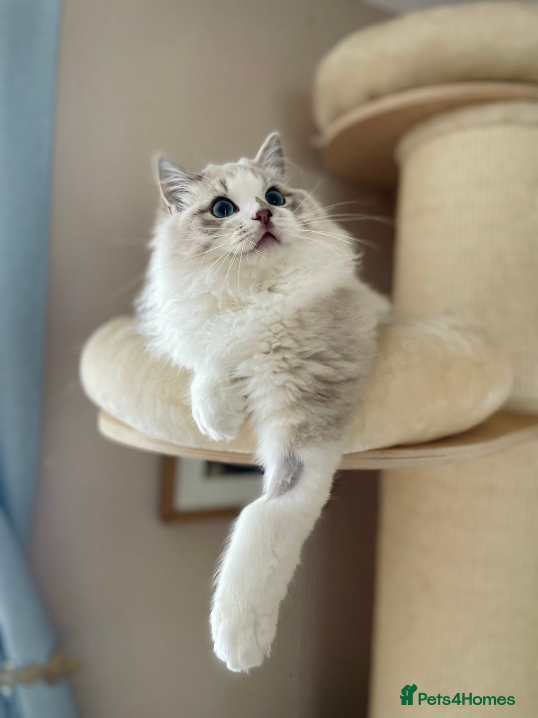 Ragdoll cats for sale: TICA registered blue mink ragdoll kitten - Image 5