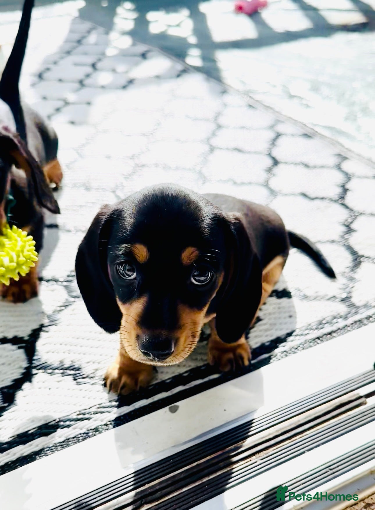 Miniature Dachshund dogs READY THIS WEEKEND 🌭🌭🌭🌭✅open to viewing  - Advert 15