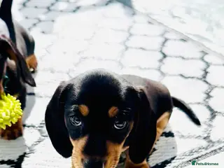 Miniature Dachshund dogs READY THIS WEEKEND 🌭🌭🌭🌭✅open to viewing - Advert 15