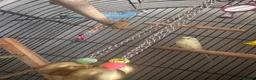 Budgerigars birds for sale: Parrots looking for home  - Advert 6