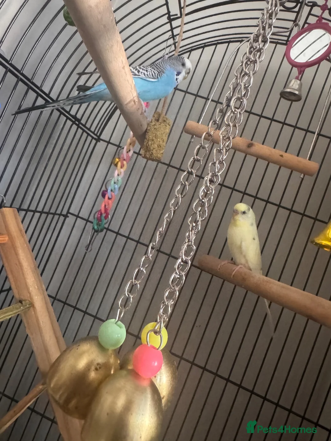 Budgerigars birds for sale: Parrots looking for home  - Advert 6