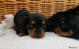 Dachshund dogs for sale: Sausage dachshund puppies  - Image 5
