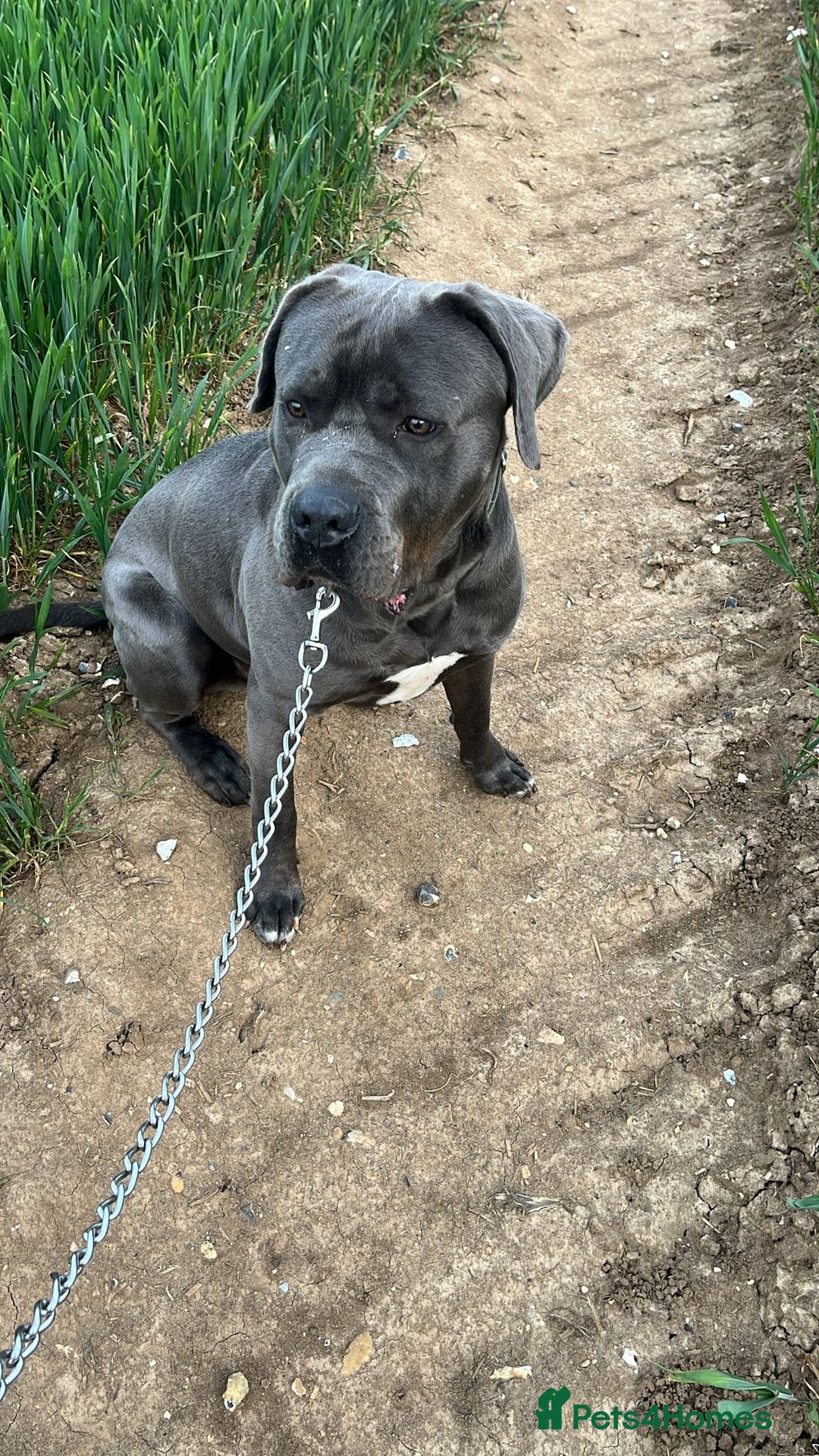 Cane Corso dogs for sale: 3 year old cane corso - Advert 7