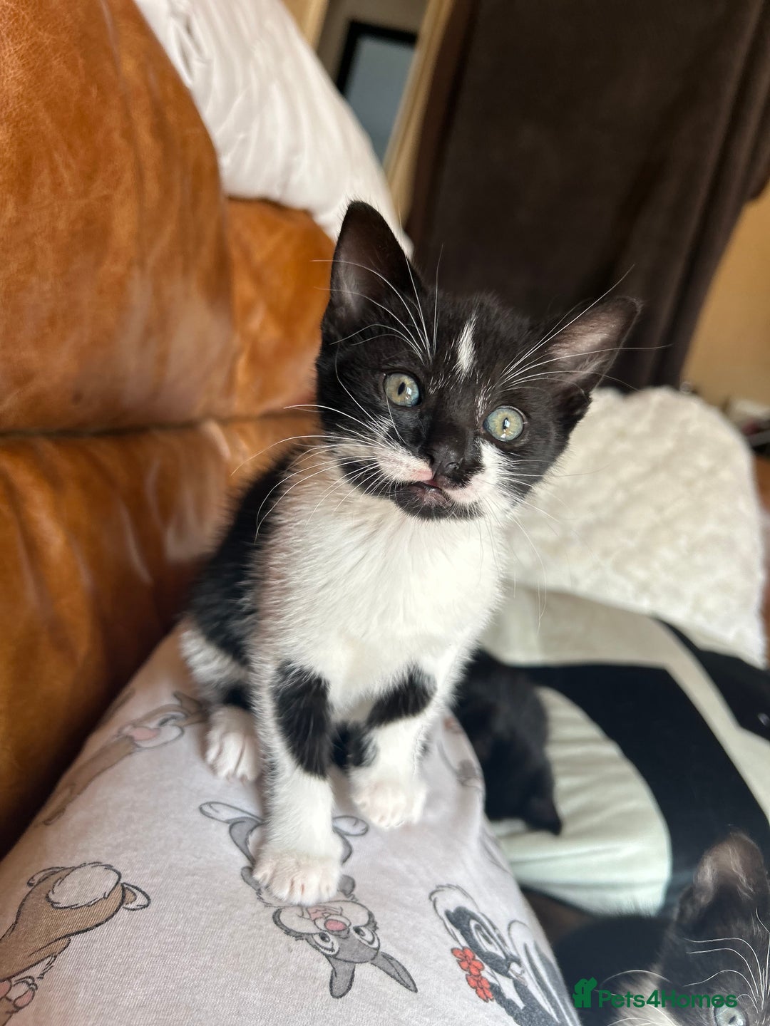 Mixed Breed cats for sale: 4 tuxedo kittens ready for new homes  - Image 6
