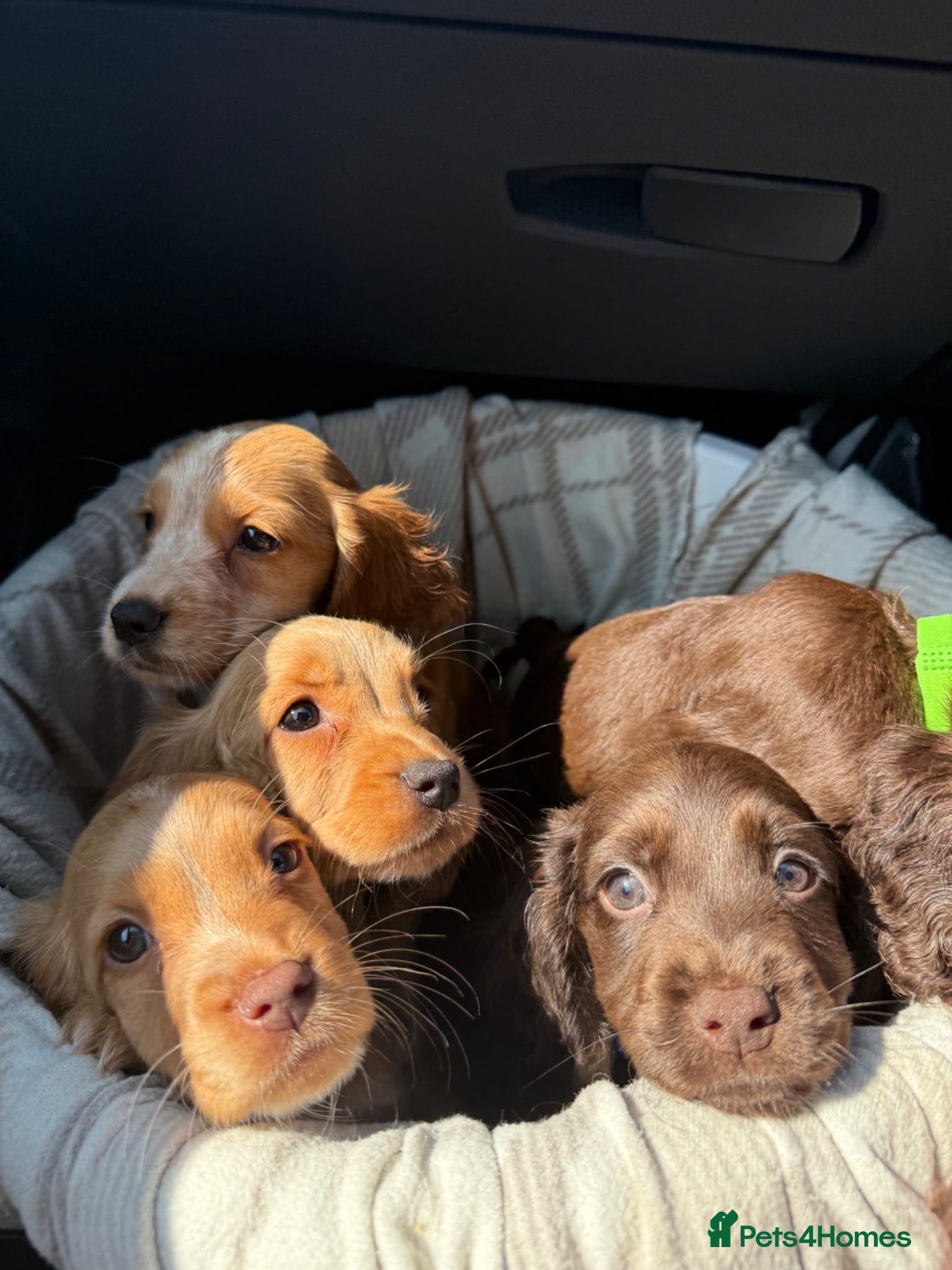 Cocker Spaniel dogs Cocker Spaniel Puppies  - Advert 18