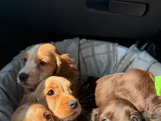 Cocker Spaniel dogs Cocker Spaniel Puppies - Advert 18