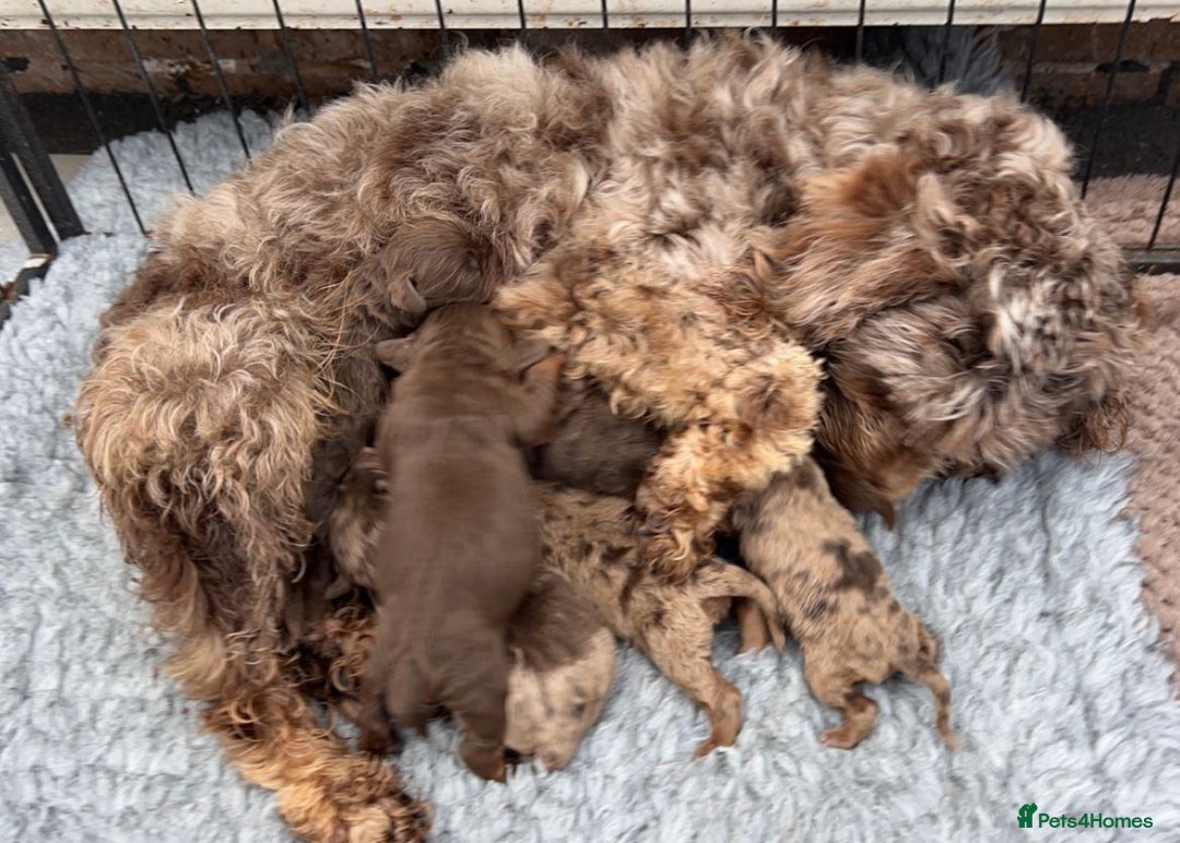 Cockapoo dogs for sale: BEAUTIFUL COCKERPOO PUPPIES  - Image 8