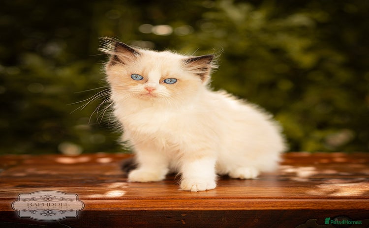 Ragdoll cats for sale - Advert 1