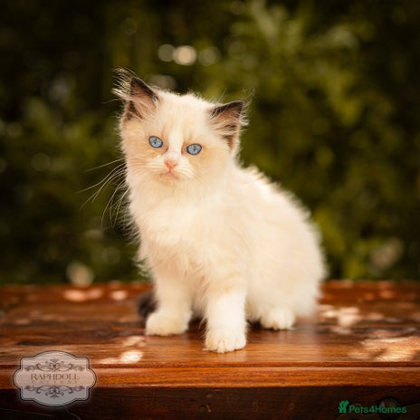 Ragdoll cats for sale - Advert 1
