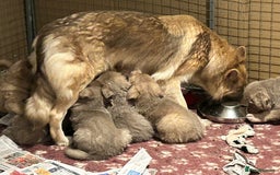 German Shepherd dogs for sale: German Shepherd puppies health tested  - Image 2